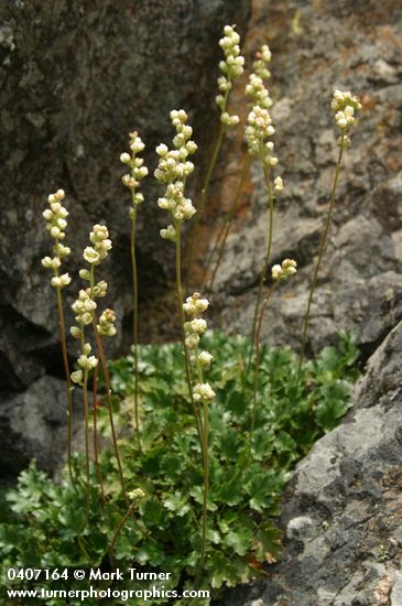 Heuchera cylindrica