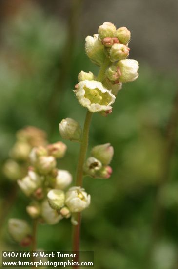 Heuchera cylindrica