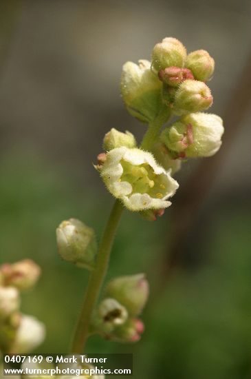 Heuchera cylindrica