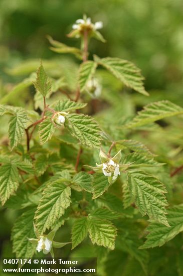 Rubus idaeus