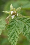 Western Red Raspberry blossom & foliage detail