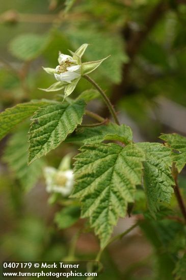 Rubus idaeus