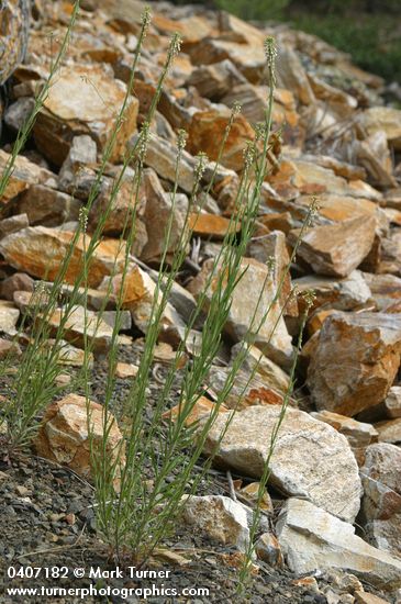 Arabis holboellii