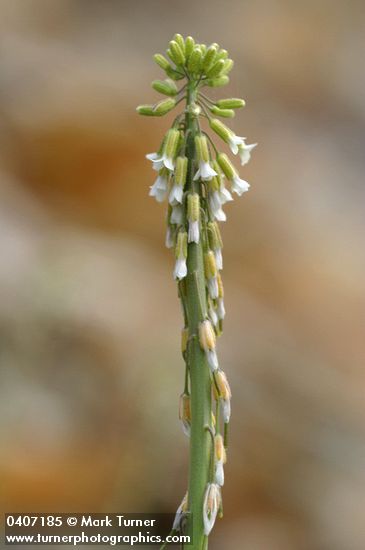 Arabis holboellii