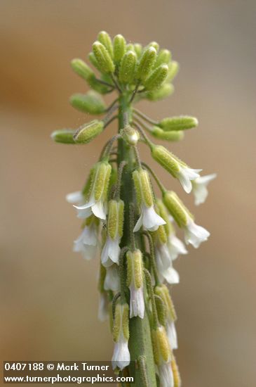 Arabis holboellii