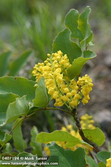 Mahonia repens