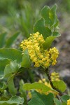 Trailing Oregon Grape blossoms & foliage