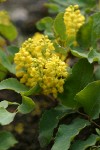 Trailing Oregon Grape blossoms & foliage