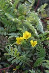 Common Silverweed