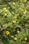 Common Silverweed