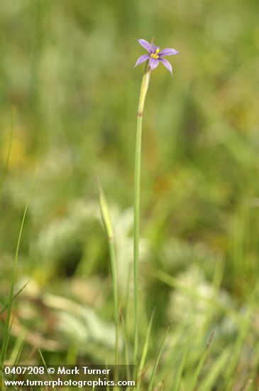 Sisyrinchium idahoense