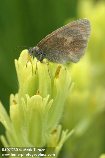 Castilleja cusickii; Coenonympha tullia ampelos