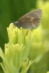 Ochre (Common) Ringlet Butterfly on Cusick's Paint Brush