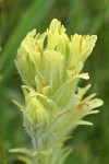 Cusick's Paint Brush bracts & blossoms detail