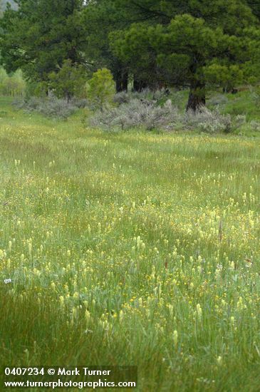 Castilleja cusickii