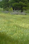 Cusick's Paint Brush in wet meadow