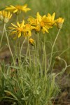 Woolly Goldenweed