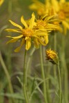 Woolly Goldenweed blossom