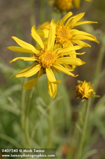 Stenotus lanuginosus var. lanuginosus (Haplopappus lanuginosus)