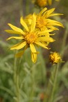 Woolly Goldenweed blossom