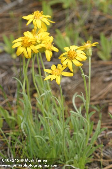 Stenotus lanuginosus var. lanuginosus (Haplopappus lanuginosus)