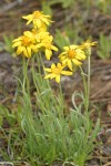 Woolly Goldenweed