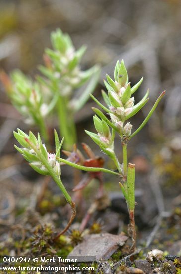 Polygonum minimum