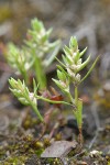 Broad-leaf Knotweed