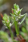 Broad-leaf Knotweed