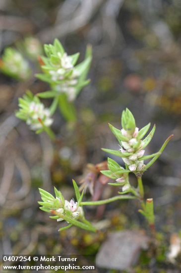 Polygonum minimum