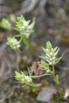 Broad-leaf Knotweed