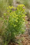 Leafy Spurge