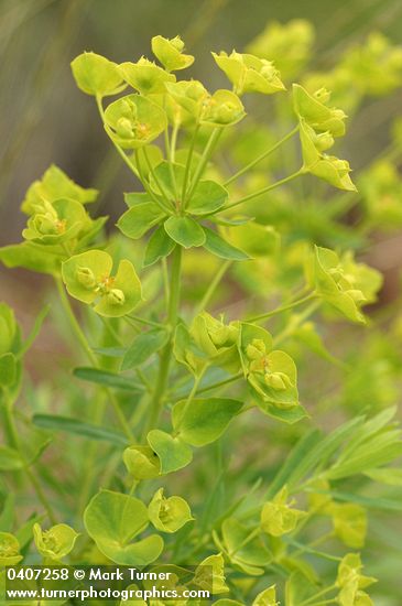 Euphorbia esula