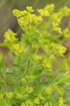 Leafy Spurge bracts, blossoms & foliage detail