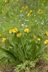 Mule's Ears w/ Flax