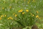 Mule's Ears w/ Flax