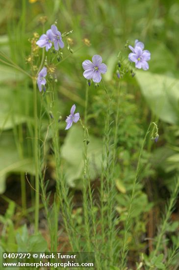 Linum lewisii