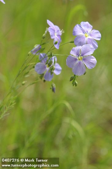 Linum lewisii