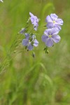 Western Blue Flax blossoms