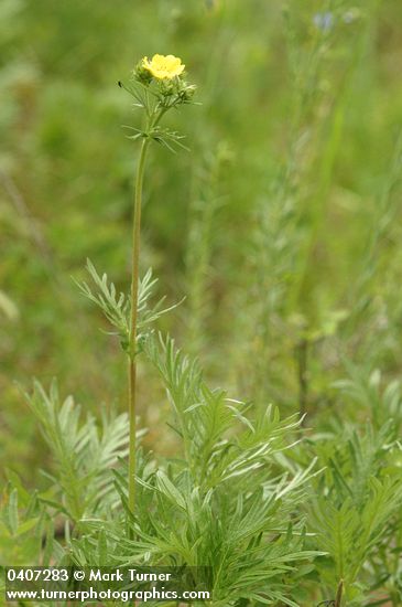 Potentilla gracilis var. flabelliformis