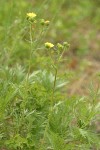 Fivefinger Cinquefoil