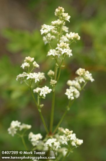 Galium boreale