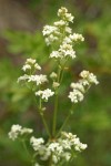 Northern Bedstraw