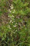 Northern Bedstraw