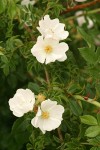 Dog Rose blossoms & foliage