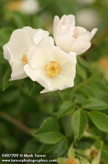 Rosa canina