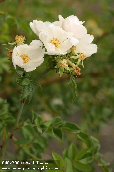 Rosa canina