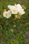 Dog Rose blossoms & foliage