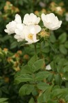 Dog Rose blossoms & foliage