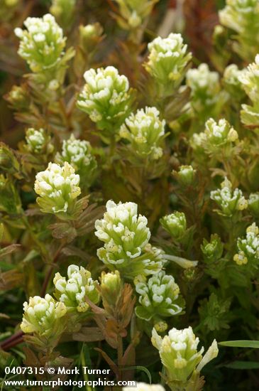 Castilleja ambigua (Orthocarpus castillejoides)